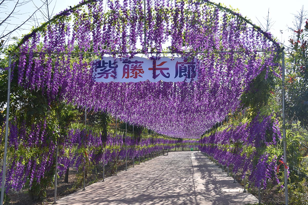 紫藤长廊
